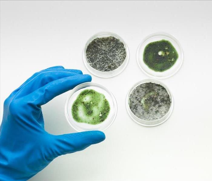 Image of a person testing mold spores