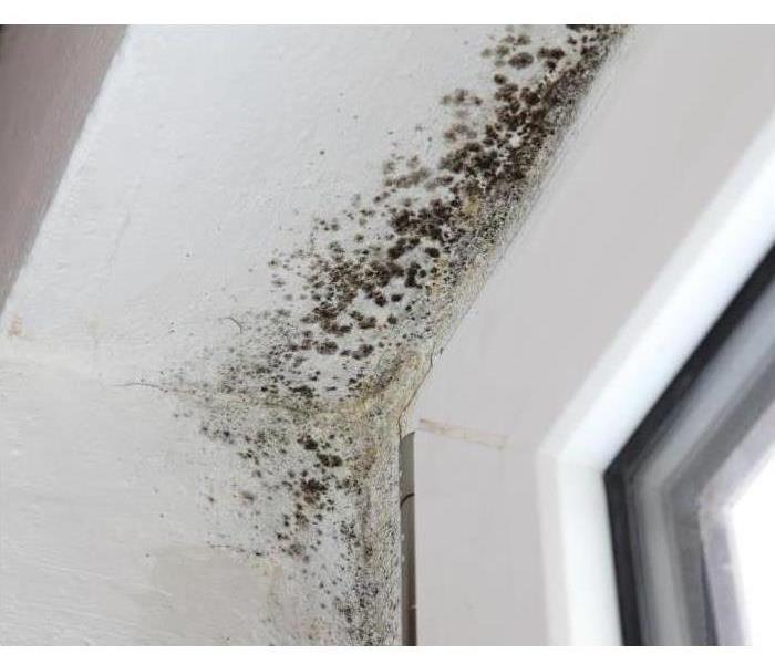 Moldy ceiling and top of window frame 