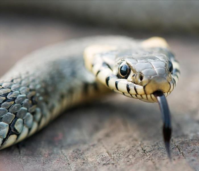 Image of a snake 